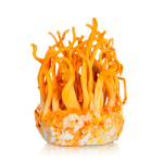 Cordyceps 10ml (Liquid Culture)