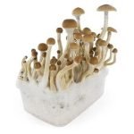 B+ Mushrooms Grow Kit