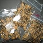 Buy Liberty Caps UK