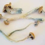 copelandia magic mushrooms uk