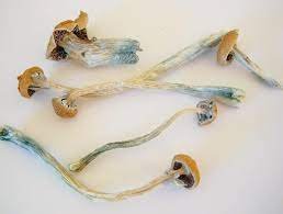 copelandia-mushrooms-1.jpg copelandia magic mushrooms uk
