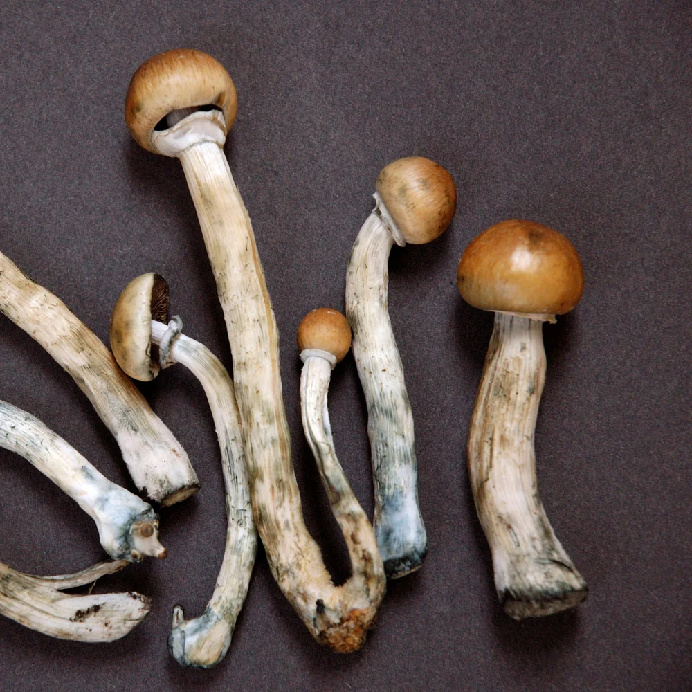 dried magic mushrooms