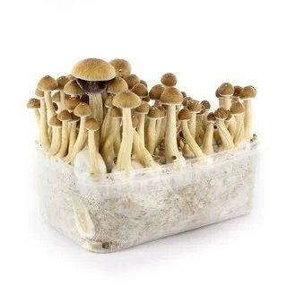 Ecuadorian Mushrooms Grow Kit