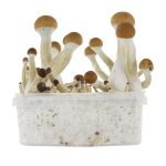 Golden Teacher Mushrooms Grow Kit