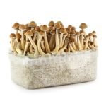 Hawaiian Mushrooms Grow Kit