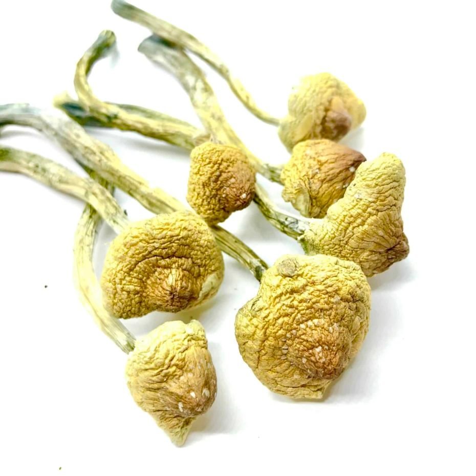 huautla-cubensis-mushrooms.jpg huautla cubensis magic mushrooms uk