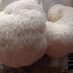 Lion's Mane 10ml (Liquid Culture)