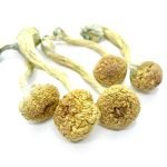 Buy Mexicana Mushrooms UK