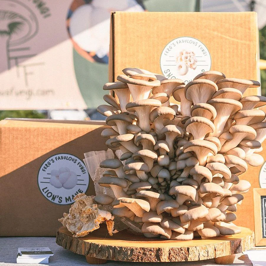 mushroom grow kits