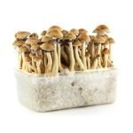 Panama Mushrooms Grow Kit