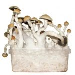 Thai Mushrooms Grow Kit