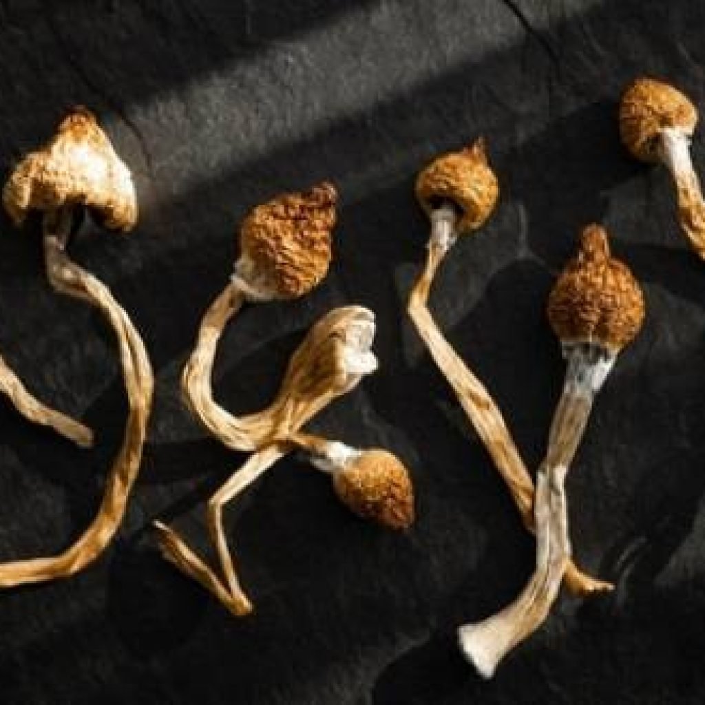 dried magic mushrooms, magic mushrooms effect
